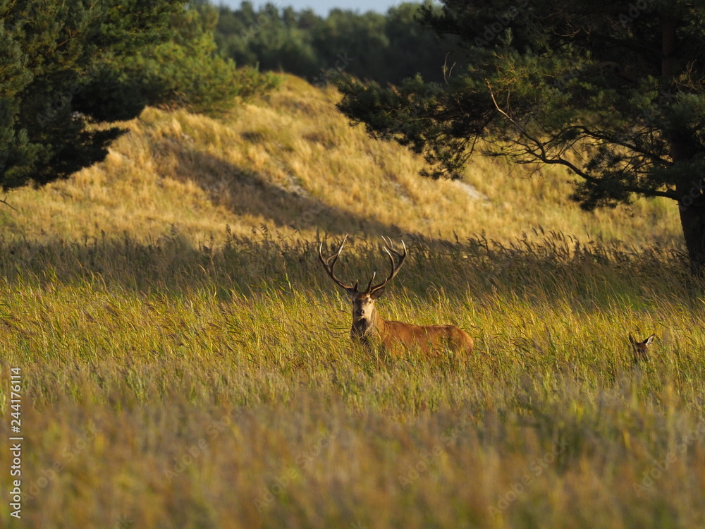 Rothirsche, Cervus elaphus, am Darßer Ort, Nationalpark Vorpommersche Boddenlandschaft, Mecklenburg Vorpommern, Deutschland Rothirsche, Cervus elaphus, am Darßer Ort, Nationalpark Vorpommersche Boddenlandschaft, Mecklenburg Vorpommern, Deutschland