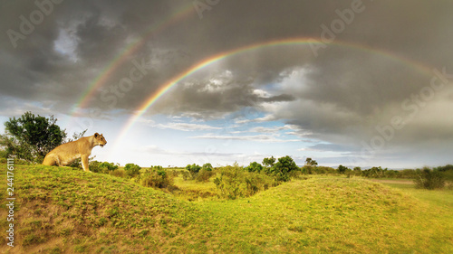 Löwe - Löwin im Regenbogen in vielen Farben der Savannen Landschaft photo