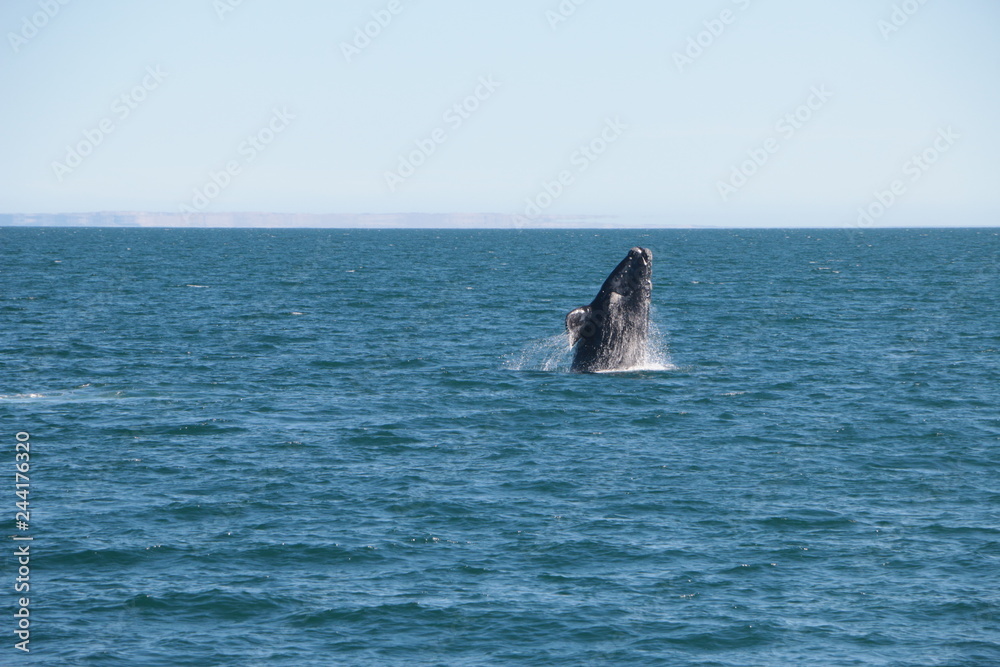 Naklejka premium Baleine franche australe