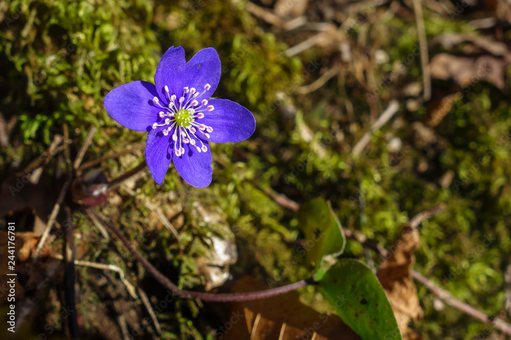 Blue Hepatica flower in early spring