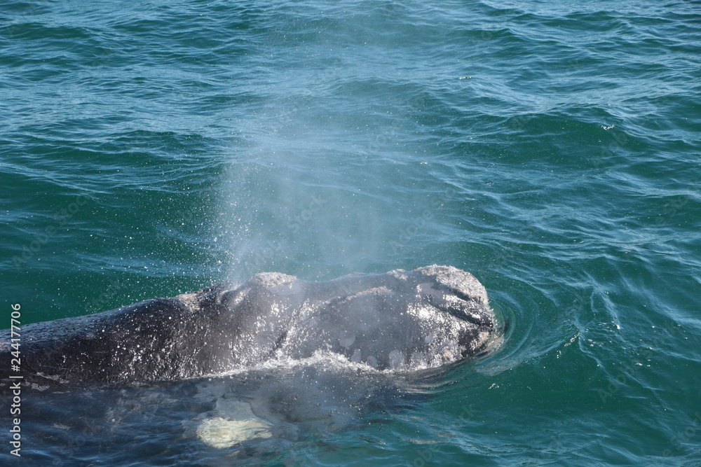 Naklejka premium Baleine franche australe