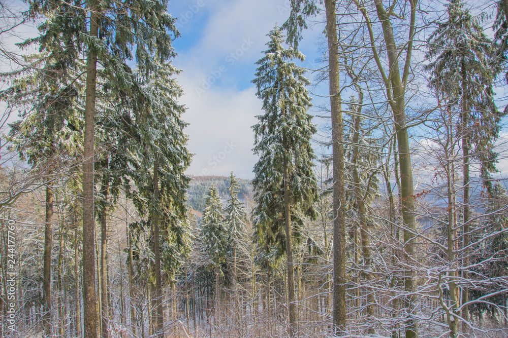 Winter trees Winter trees