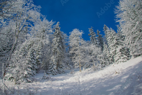 winter trees