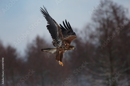 White Tailed Eagle (Haliaeetus Albicilla) in winter. Sea Eagle.