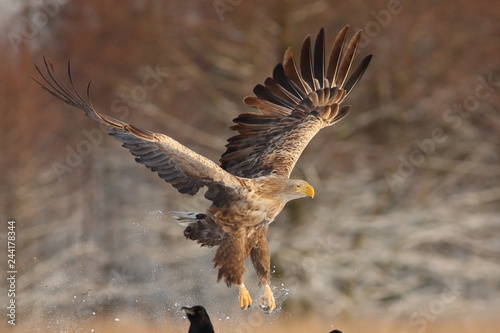 White Tailed Eagle (Haliaeetus Albicilla) in winter. Sea Eagle.