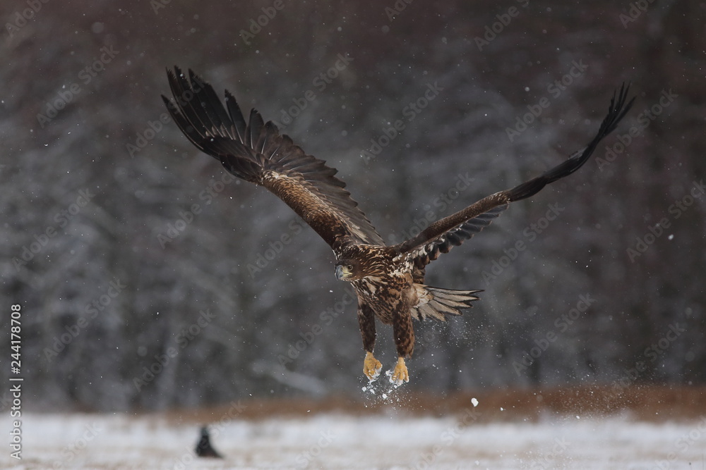 Obraz premium White Tailed Eagle (Haliaeetus Albicilla) in winter. Sea Eagle.