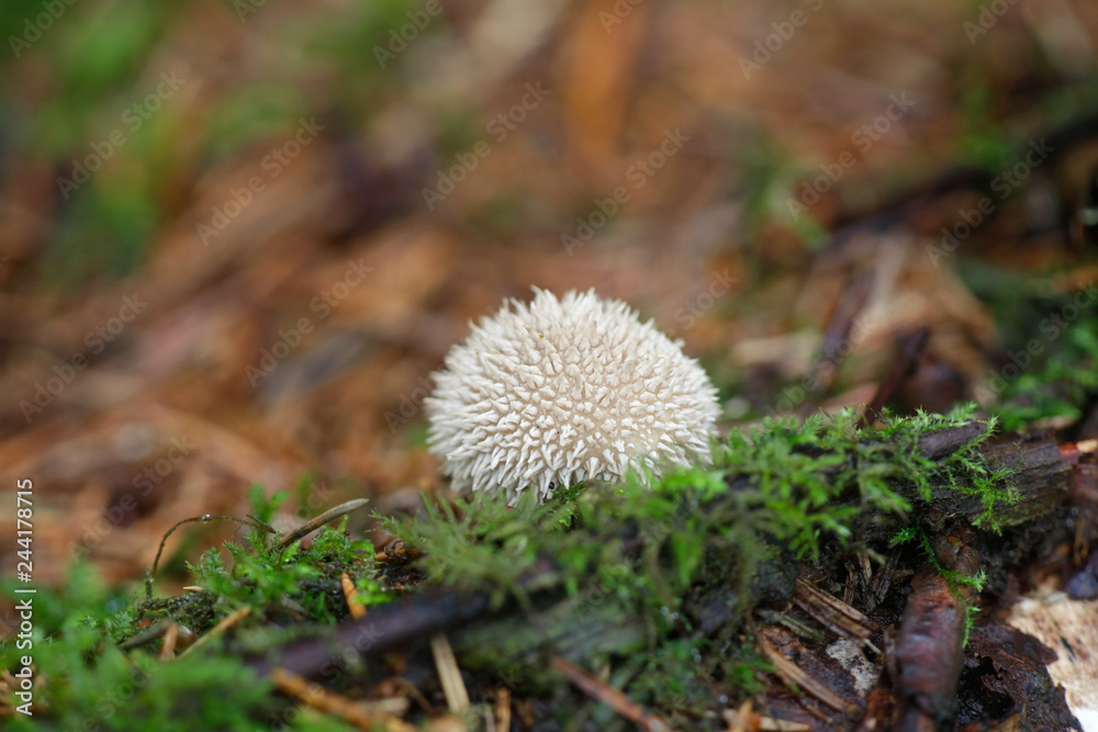 Lycoperdon perlatum, popularly known as the common puffball, warted puffball, gem-studded puffball, or the devil's snuff-box Lycoperdon perlatum, popularly known as the common puffball, warted puffball, gem-studded puffball, or the devil's snuff-box