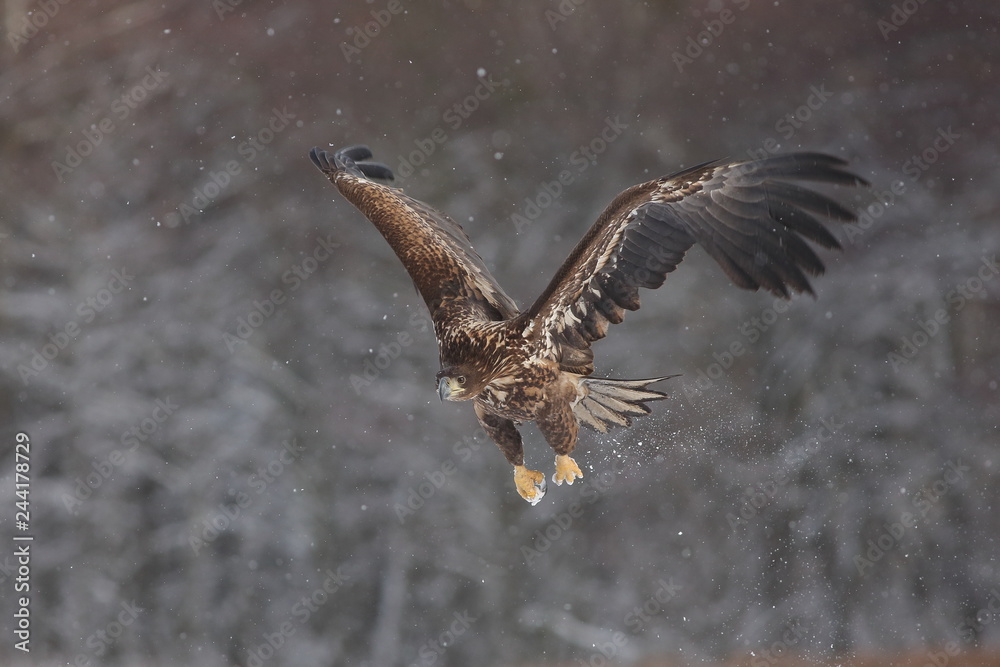 Obraz premium White Tailed Eagle (Haliaeetus Albicilla) in winter. Sea Eagle.