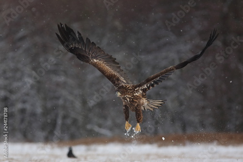 White Tailed Eagle (Haliaeetus Albicilla) in winter. Sea Eagle.