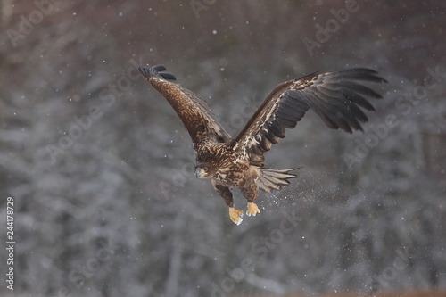 White Tailed Eagle (Haliaeetus Albicilla) in winter. Sea Eagle.
