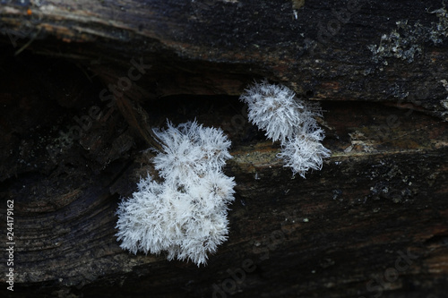 Cactus fungus, Tilachlidium brachiatum, known also as  Clavaria brachiata photo