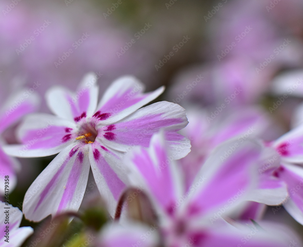 Detail of white and pink flower head, close up, macro. In spring time. Detail of white and pink flower head, close up, macro. In spring time.
