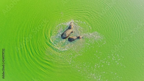 Aerial view of group of Hippos in the lake. Flying above Hippopotamus in river in African wilderness. photo