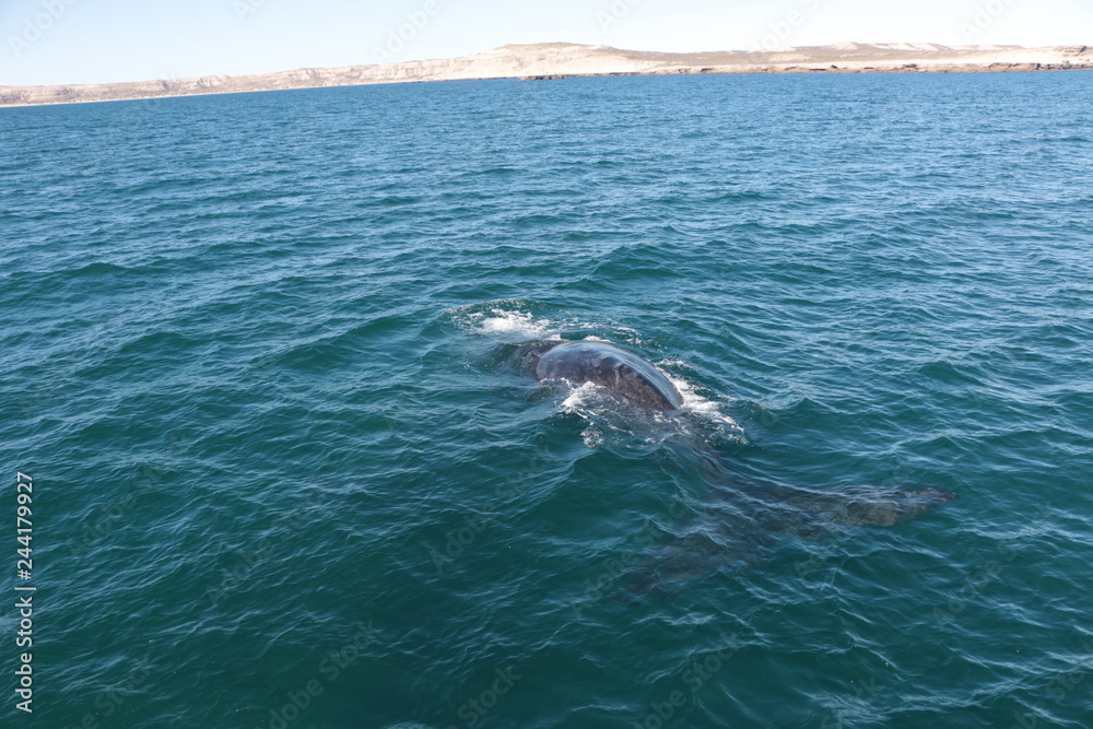 Naklejka premium Baleine franche australe