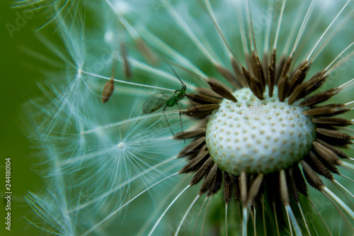 Dandelion.