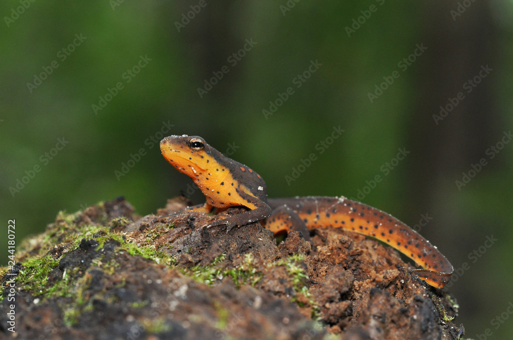 Fototapeta premium Red spotted newt posing