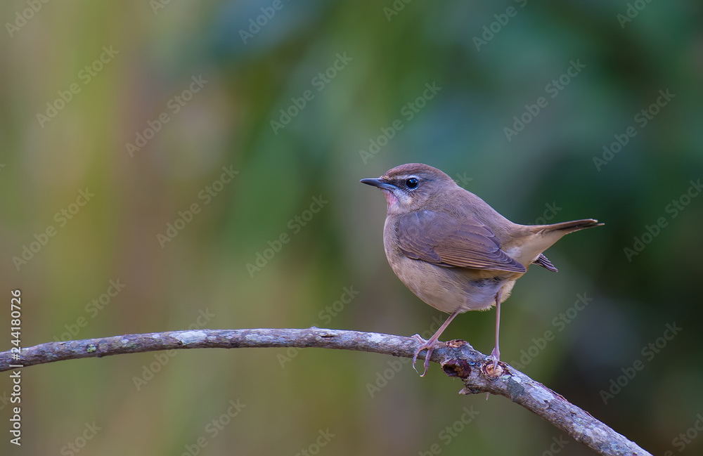 Siberian Rubythroat female on branch in nature. Siberian Rubythroat female on branch in nature.