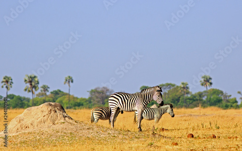 Plains zebra standing on the vast dry  yellow grassland on Hwange National Park, Zimbabwe,
