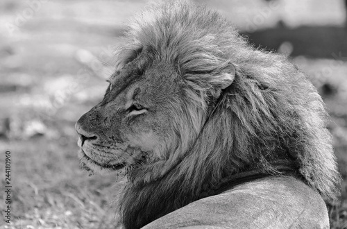Side Profile of a  handsome Male Lion with a golden mane resting on the African Savannah in Hwange National Park, Zimbabwe
