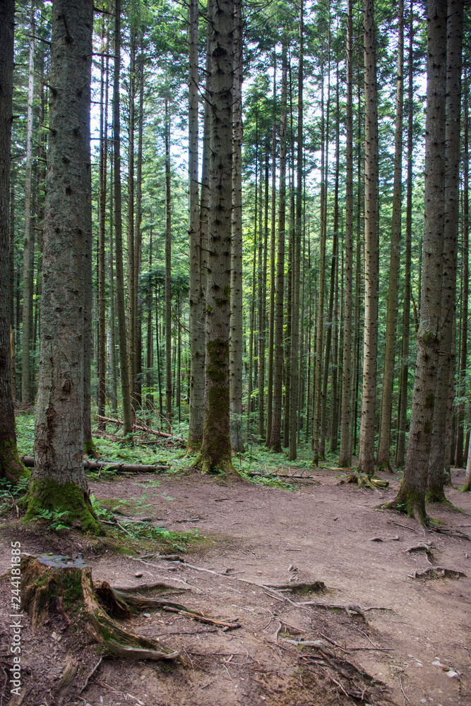 Obraz premium background of tree trunks