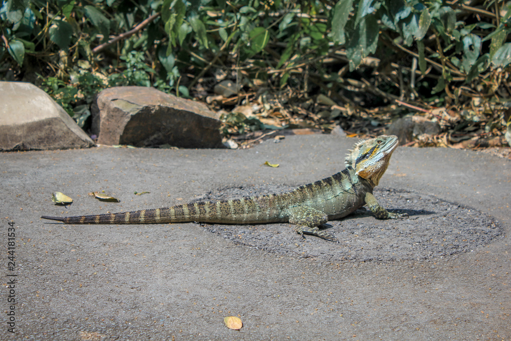 Fototapeta premium Lizard