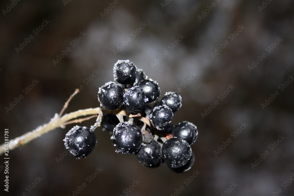 A bunch of black berries covered with frost A bunch of black berries covered with frost