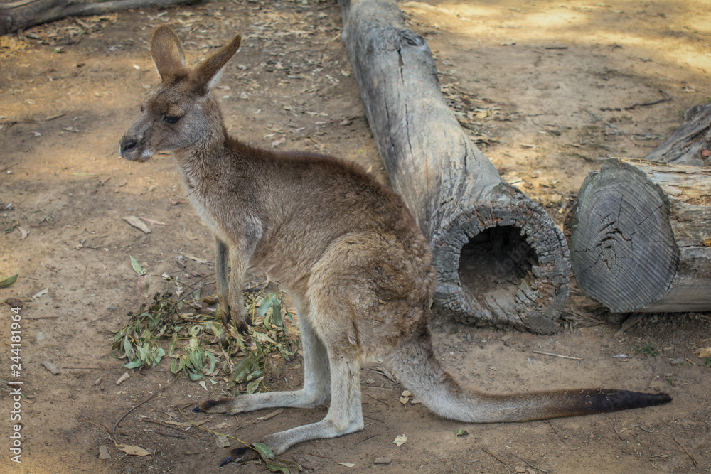 Kangaroo