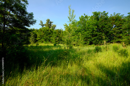 Natur am Geiseltalsee - einem ehemaligen Tagebau - in der Nähe von Merseburg, Sachsen-Anhalt, Deutschland