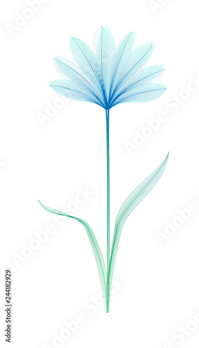 Flower x-ray or blend effect. Floral design. Elegant bloom