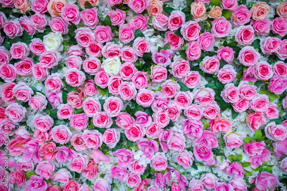 Pink rose background