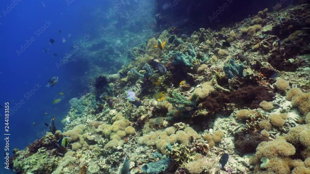coral reef and tropical fish. underwater world diving and snorkeling on coral reef. Hard and soft corals underwater landscape coral reef and tropical fish. underwater world diving and snorkeling on coral reef. Hard and soft corals underwater landscape