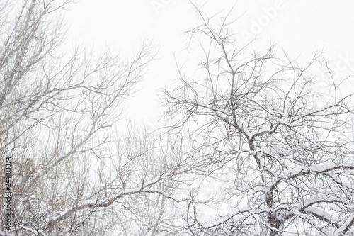 Peace winter nature Beautiful Winter landscape scene background with snow covered tree Beauty winter backdrop Frosty tree in snowy forest Branches with snow Winter pattern or background