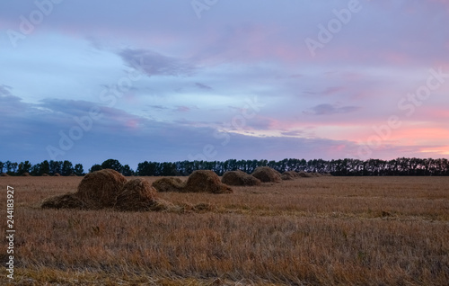 Straw bales on farmland with pink sunset sky