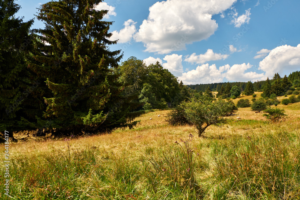 Am Bauersberg, Biosphärenreservat Rhön, Bischofsheim a.d.Rhön, Landkreis Rhön-Grabfeld, Unterfranken, Franken, Bayern, Deutschland. Am Bauersberg, Biosphärenreservat Rhön, Bischofsheim a.d.Rhön, Landkreis Rhön-Grabfeld, Unterfranken, Franken, Bayern, Deutschland.