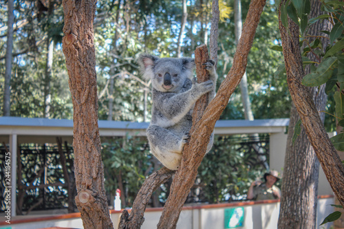 Photography Koala in a tree
