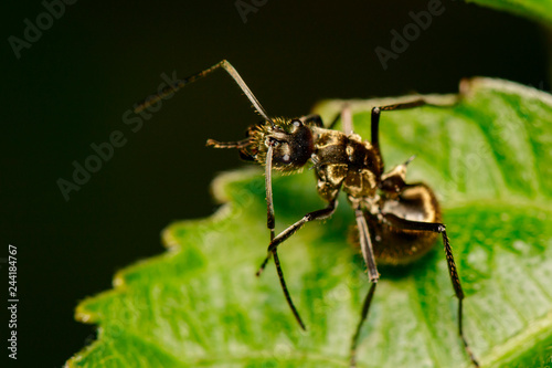 Image of an ant (Polyrhachis dives) on green leaf. Insect. Animal.