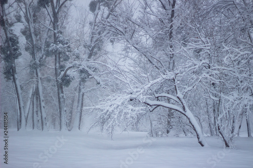 Trees covered snow Beautiful Winter landscape scene background with snow covered trees Beauty winter backdrop Frosty trees in snowy forest Branches with snow Winter pattern or background.