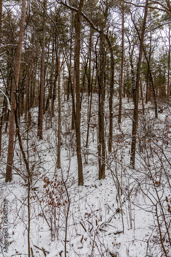 Wintery Forest