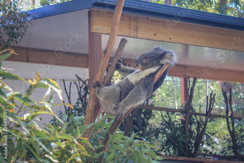 Photography Sleeping koala in a tree