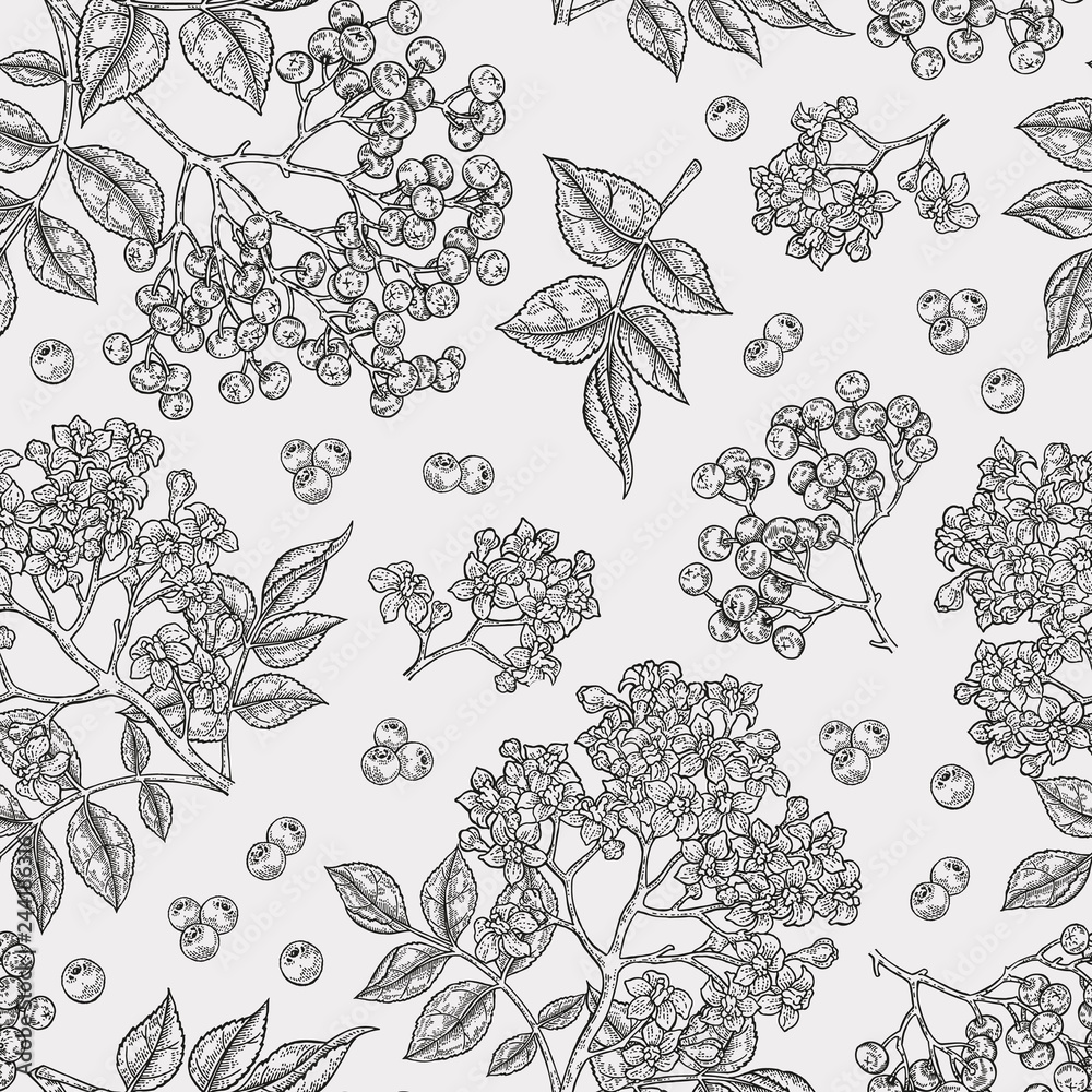 Naklejka premium Bez szwu bzu i elderflower wzór. Ręcznie rysowane kwiaty, liście i jagody sambucus. Vintage ilustracji wektorowych.