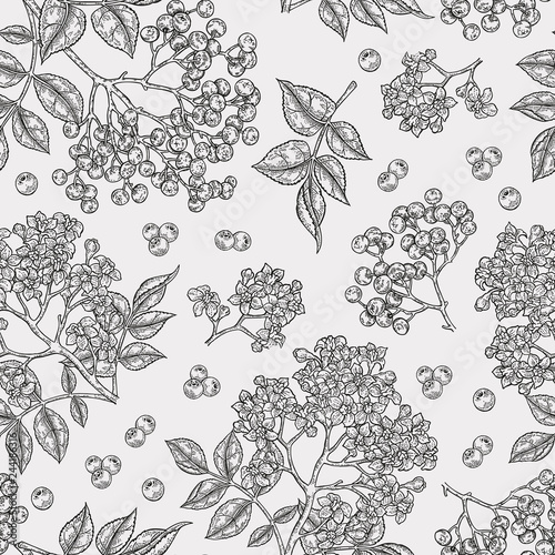 Elderberry and elderflower seamless pattern. Hand drawn sambucus flowers, leaves and berries. Vector illustration vintage. photo