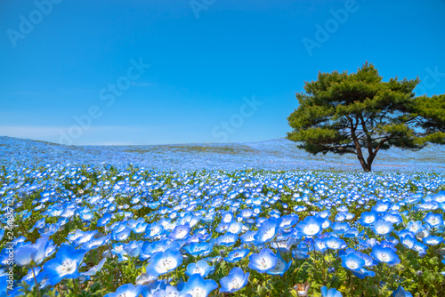 Fototapeta Naklejka Na Ścianę i Meble -  Mountain, Tree and Nemophila (baby blue eyes flowers) field, blue flower carpet