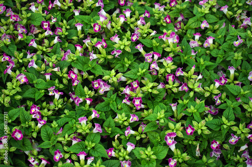 Field flowers in garden for background