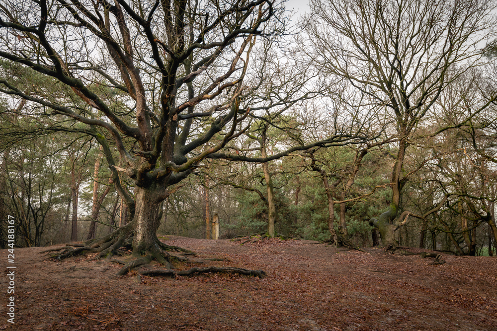 Aboveground roots of an oak tree in autumn Aboveground roots of an oak tree in autumn