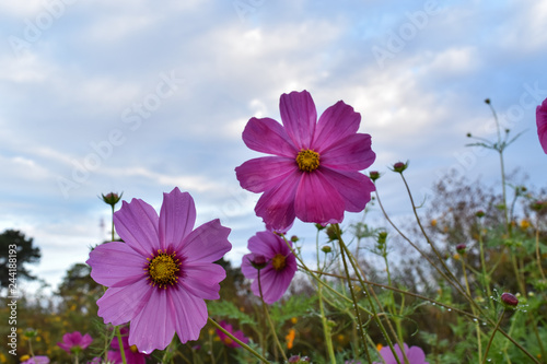 Purple  pink  cosmos flowers with blue sky and clouds background