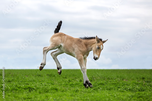 Palomino foal running on the meadow.