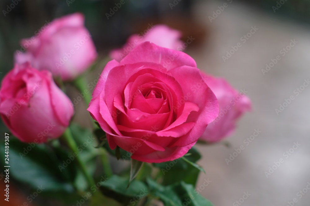 Elegant pink rose, gift box decorated with petals and card with natural soft light on wood background, beautiful valentine's day background concept Elegant pink rose, gift box decorated with petals and card with natural soft light on wood background, beautiful valentine's day background concept