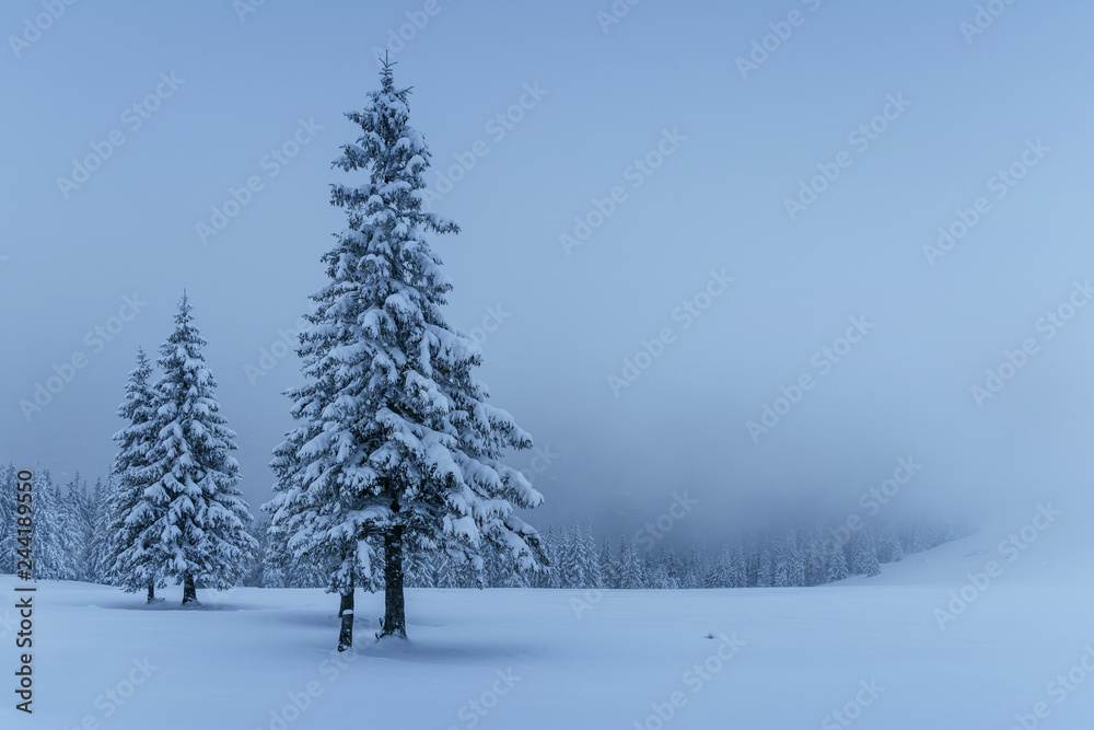 Mysterious winter landscape, majestic mountains with snow covered tree. Photo greeting card. Carpathian Ukraine Europe