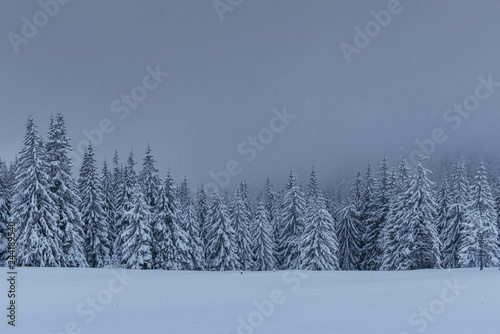 Majestic winter landscape, pine forest with trees covered with snow. A dramatic scene with low black clouds, a calm before the storm © standret