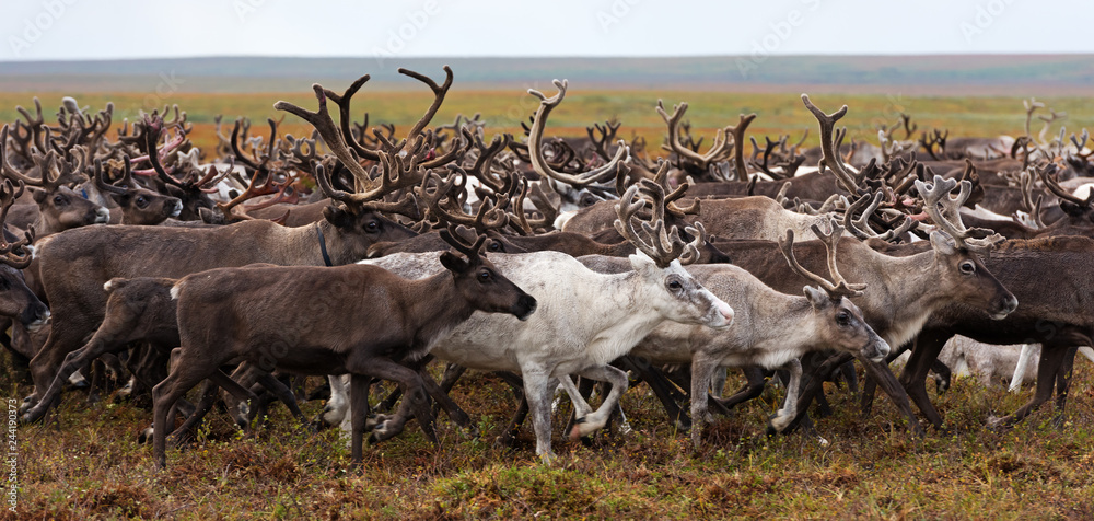 custom made wallpaper toronto digitalHerd of reindeer on a yearly migration in the polar tundra. Arctic region, Yamal peninsula. Reindeers migrate for a best grazing.